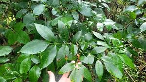 Attēlu rezultāti vaicājumam “Fraxinus pennsylvanica”