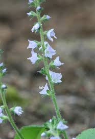 Attēlu rezultāti vaicājumam “Veronica officinalis leaf”