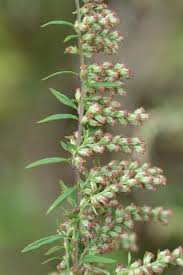 Attēlu rezultāti vaicājumam “Artemisia vulgaris”