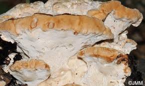 Attēlu rezultāti vaicājumam “Aurantiporus fissilis”