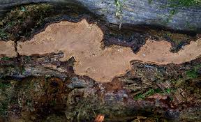 Attēlu rezultāti vaicājumam “Phellinus nigrolimitatus”