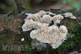 Attēlu rezultāti vaicājumam “Antrodia”