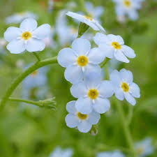 Attēlu rezultāti vaicājumam “Myosotis scorpioides bud”