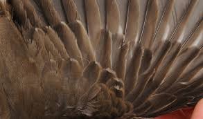 Attēlu rezultāti vaicājumam “Turdus viscivorus juvenile”