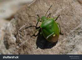 Attēlu rezultāti vaicājumam “Chlorochroa juniperina”