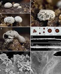 Attēlu rezultāti vaicājumam “Didymium clavus spores”