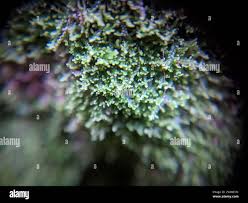 Attēlu rezultāti vaicājumam “Lepidozia reptans”