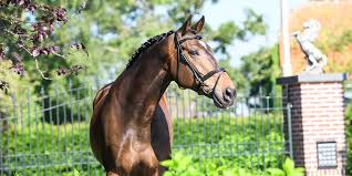 Afbeeldingsresultaat voor paarden