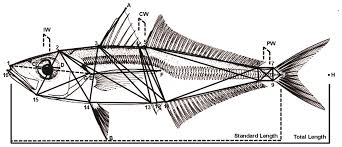 Image result for Trachurus mediterraneus