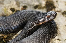 Attēlu rezultāti vaicājumam “Vipera berus”