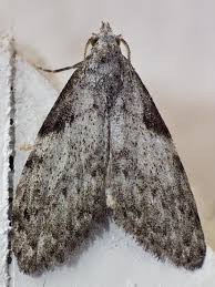 Attēlu rezultāti vaicājumam “Nolidae”