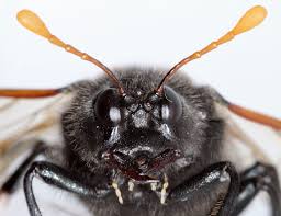 Attēlu rezultāti vaicājumam “Cimbex femoratus”