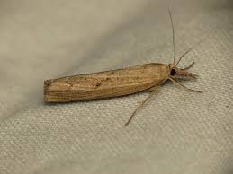 Attēlu rezultāti vaicājumam “Pediasia contaminella”