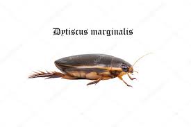 Attēlu rezultāti vaicājumam “Dytiscus marginalis”