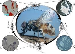 Attēlu rezultāti vaicājumam “Entomophthora”