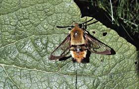 Attēlu rezultāti vaicājumam “Hemaris tityus”