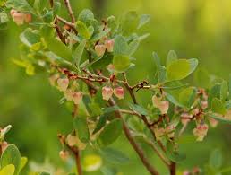 Attēlu rezultāti vaicājumam “Vaccinium uliginosum”