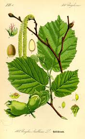 Attēlu rezultāti vaicājumam “Corylus avellana fruit”
