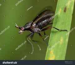 Attēlu rezultāti vaicājumam “Coremacera marginata”