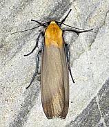 Attēlu rezultāti vaicājumam “Lithosia quadra male”