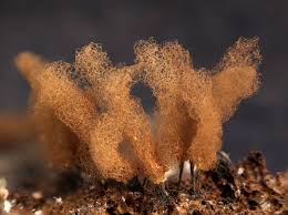 Attēlu rezultāti vaicājumam “Arcyria minuta macro”