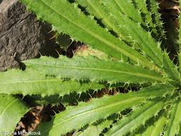 Attēlu rezultāti vaicājumam “Carlina biebersteinii fruit”