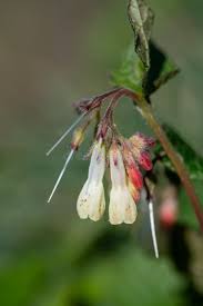 Attēlu rezultāti vaicājumam “Symphytum grandiflorum flower”