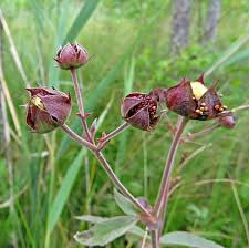 Attēlu rezultāti vaicājumam “xComagaria rosea  flower”