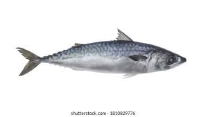 Image result for Scomberomorus maculatus