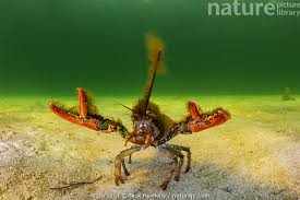 Image result for Homarus americanus