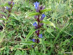 Attēlu rezultāti vaicājumam “Gentiana cruciata”