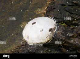 Attēlu rezultāti vaicājumam “Reticularia sp.”