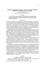 Attēlu rezultāti vaicājumam “Neophilaenus lineatus”