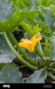 Attēlu rezultāti vaicājumam “Cucurbita pepo”