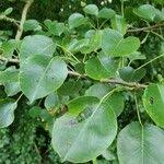 Attēlu rezultāti vaicājumam “Pyrus pyraster leaf”
