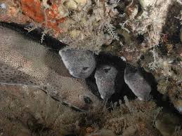 Image result for Scyliorhinus canicula