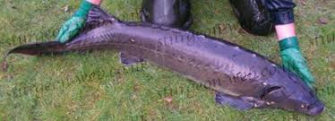 Image result for Huso brevirostrum