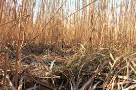 Image result for Rohrkolben