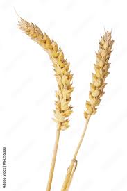 Image result for Weizen