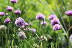Image result for Allium schoenoprasum