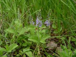 Image result for Veronica officinalis