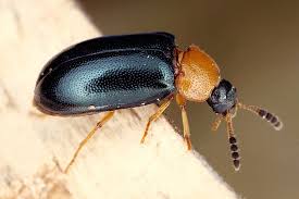 Attēlu rezultāti vaicājumam “Tetratoma ancora”