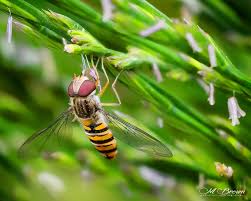 Attēlu rezultāti vaicājumam “Episyrphus balteatus”