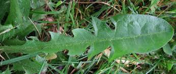 Attēlu rezultāti vaicājumam “Taraxacum officinale aggr. leaf”