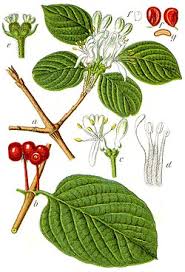 Attēlu rezultāti vaicājumam “Lonicera xylosteum fruit”