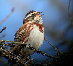 Image result for Emberiza rustica