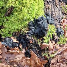 Attēlu rezultāti vaicājumam “Kretzschmaria deusta”