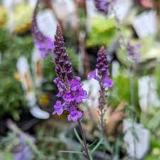 Image result for Linaria purpurea