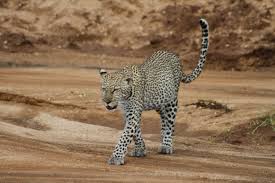 Attēlu rezultāti vaicājumam “Lycogala leopardinum young”