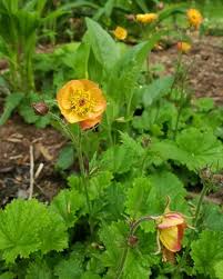 Attēlu rezultāti vaicājumam “Geum x intermedium flower”